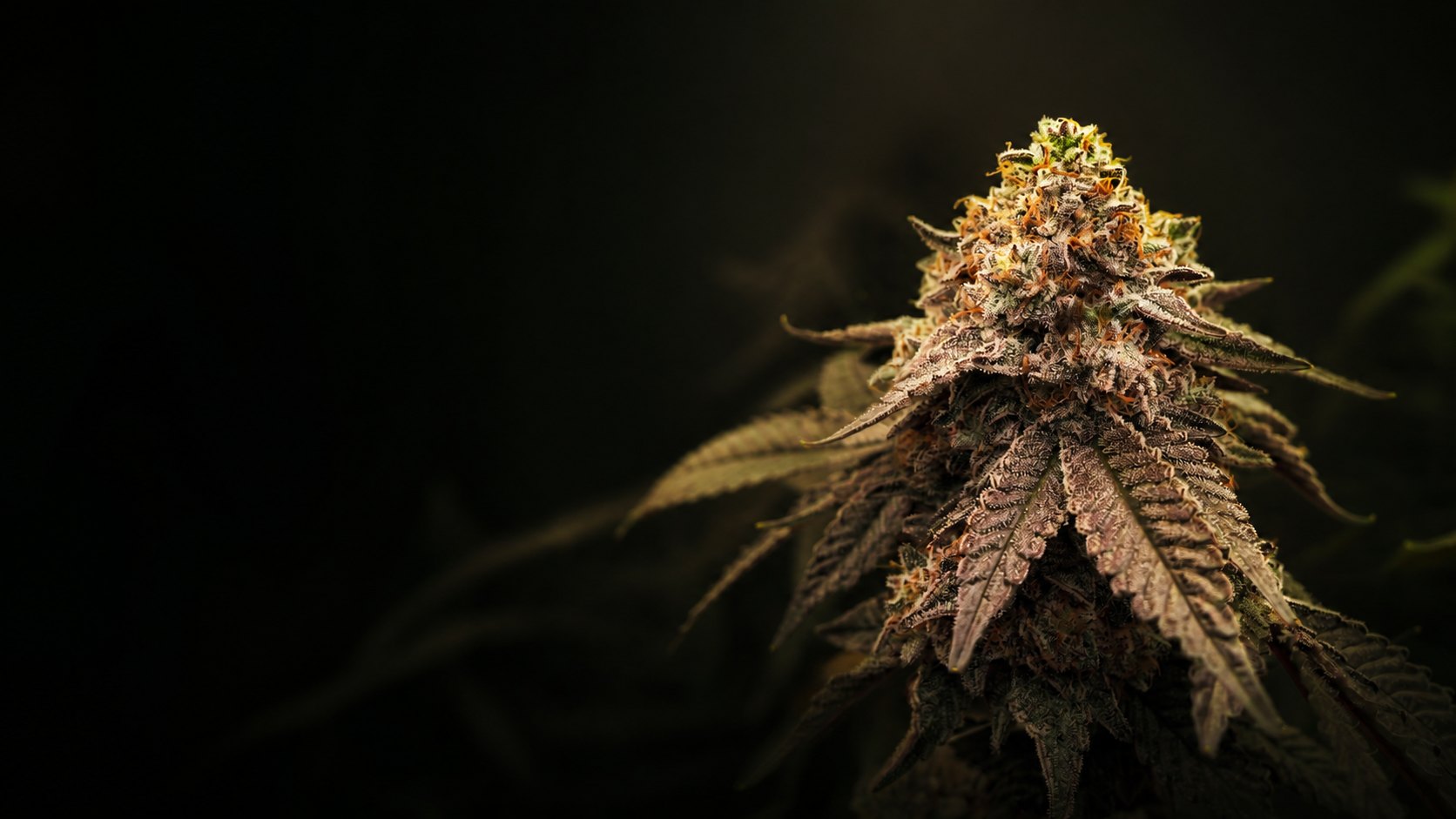 Una genética seleccionada e iluminada en el cultivo de Green Lion Seeds