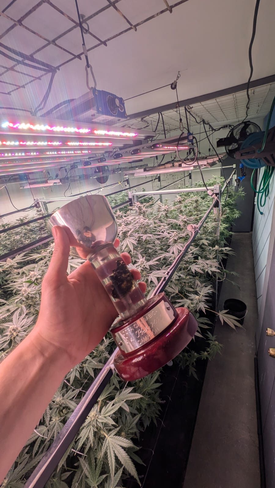 Trofeo de Green Lion Seeds en la Copa del Plata
