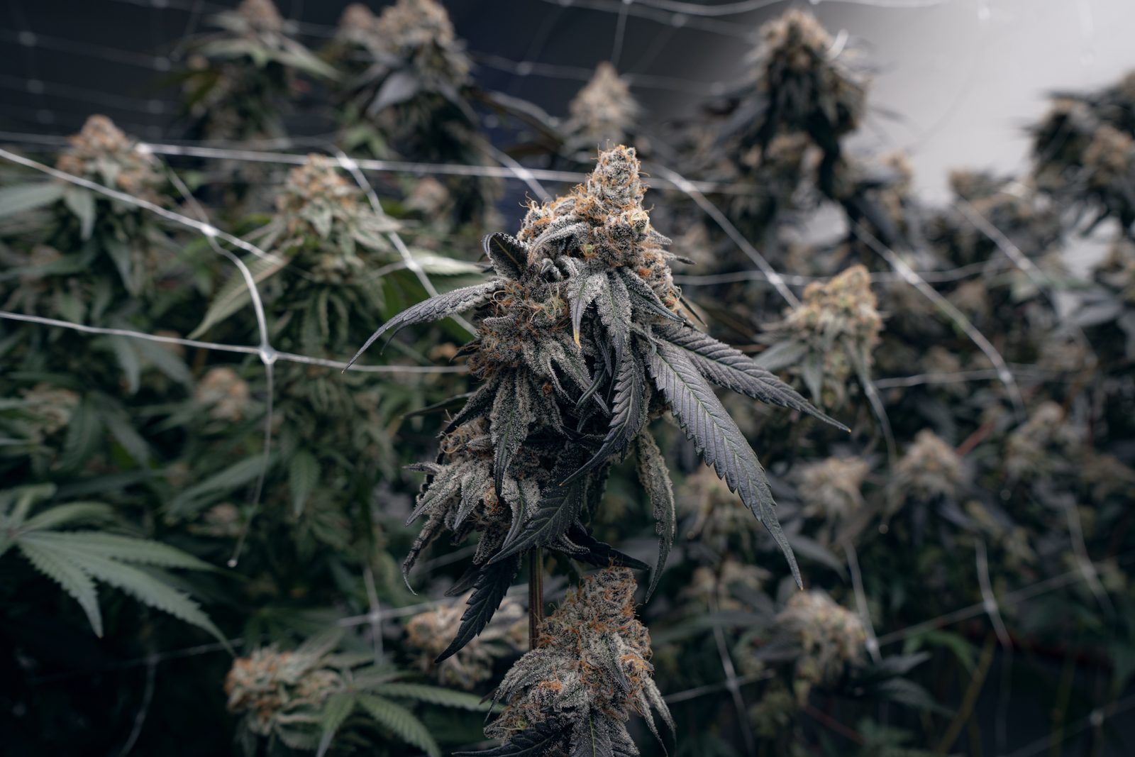 Flor Green Lion Seeds en cultivo