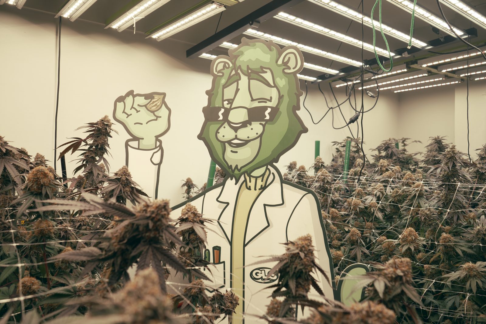 Sala de cultivo Green Lion Seeds