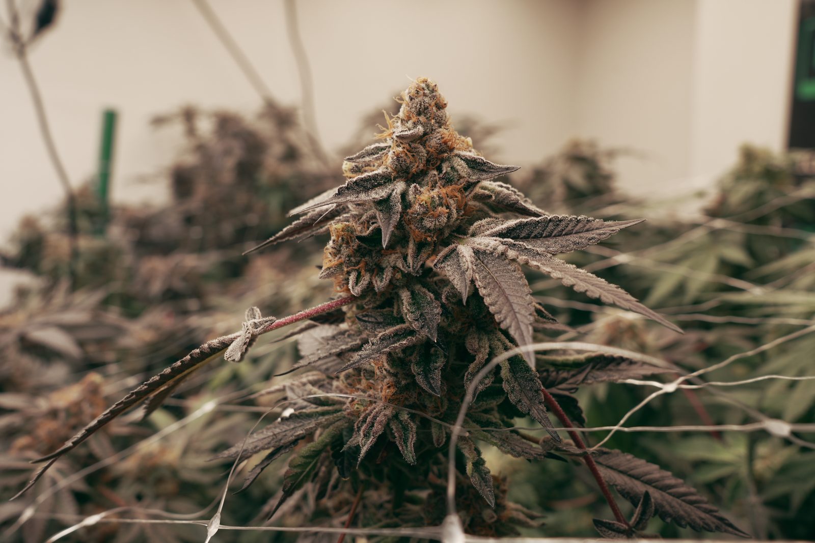 Flor seleccionada de Green Lion Seeds en primer plano