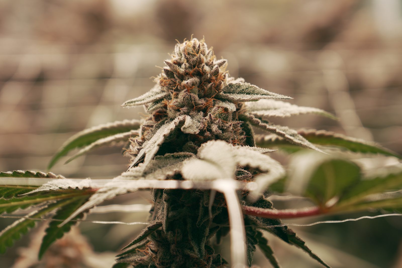 Detalle de tricomas en flor Green Lion Seeds