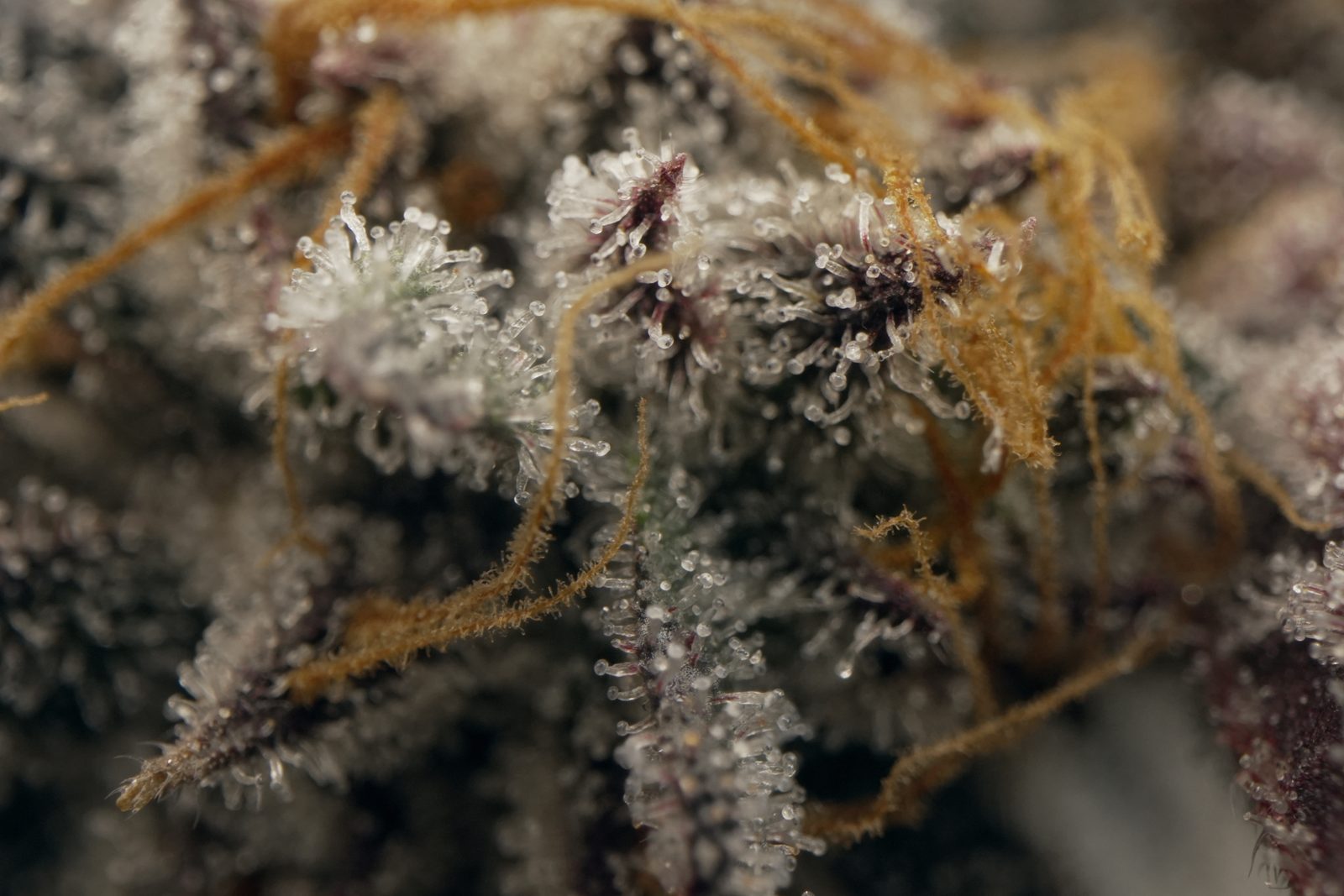Detalle macro de tricomas en una flor Green Lion Seeds