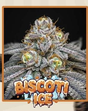 Biscotti Ice