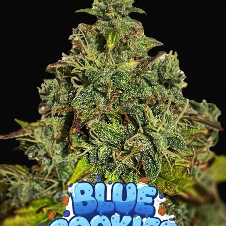 Blue Cookies