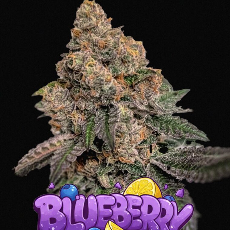 Blueberry Auto