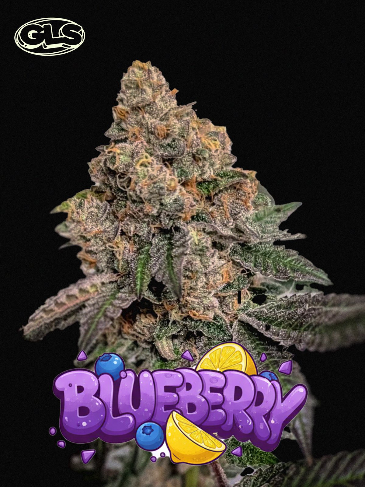 Blueberry Auto