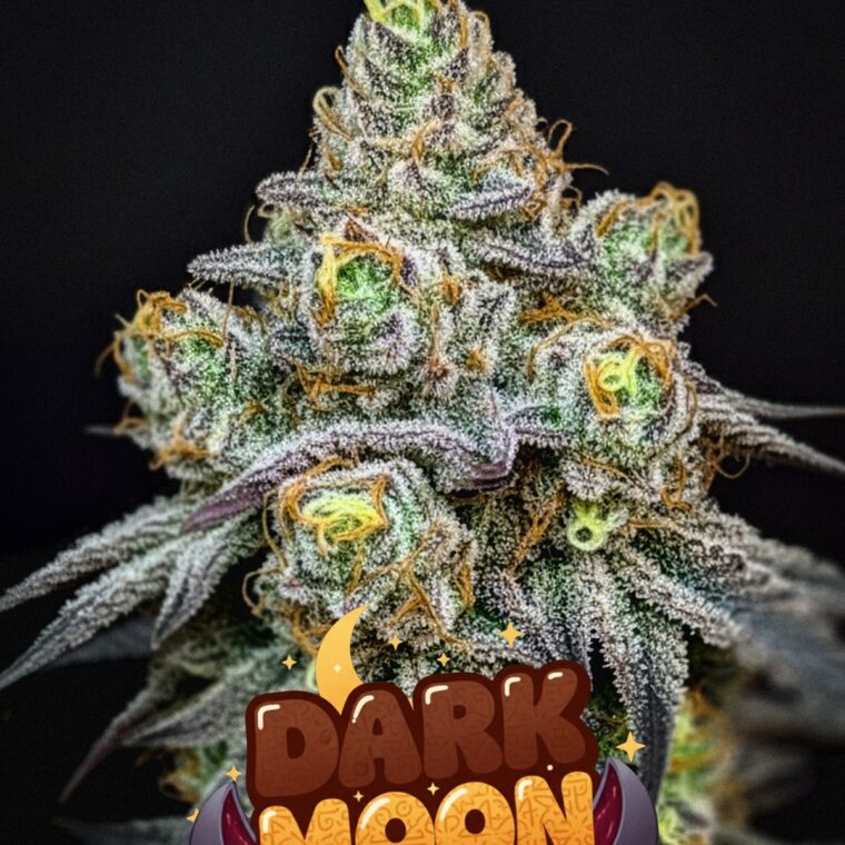 Dark Moon