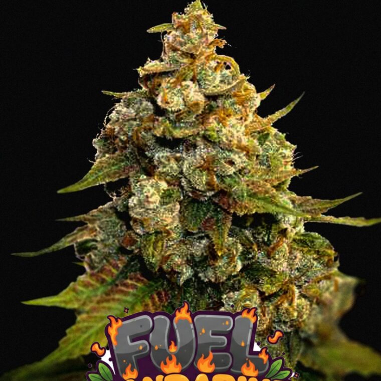 Fuel Mandarine