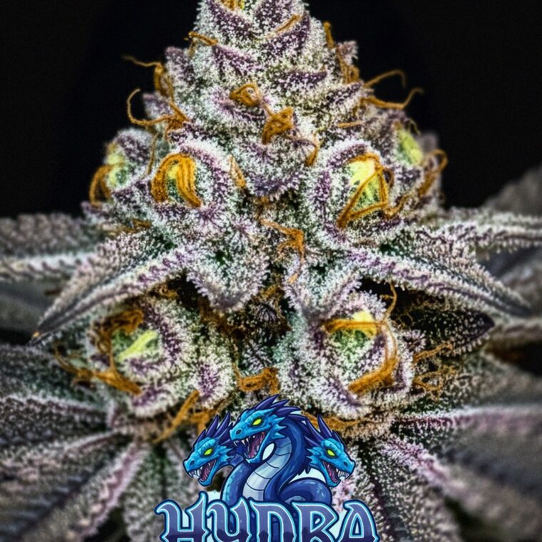 Hydra