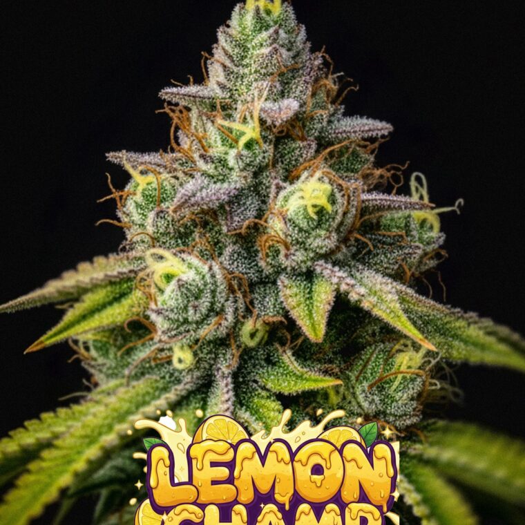 Lemon Champ