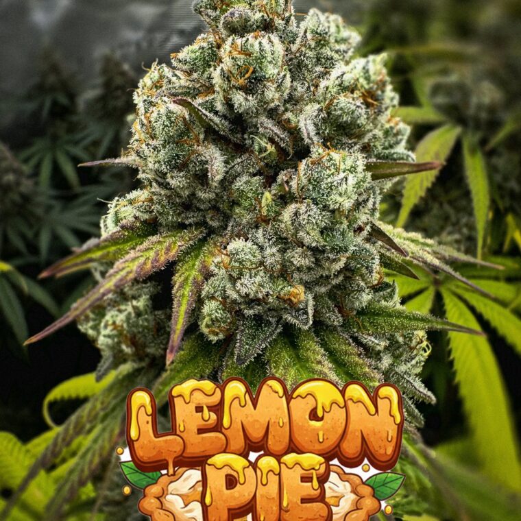 Lemon Pie