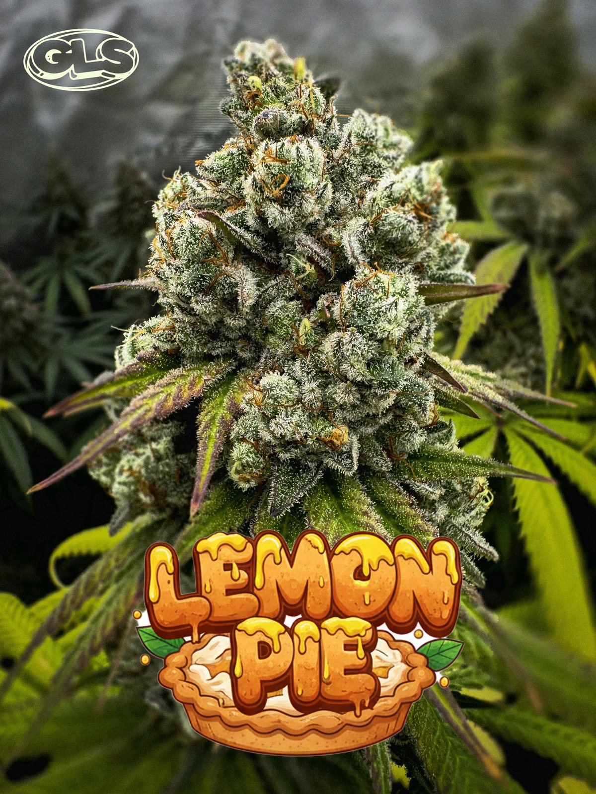 Lemon Pie
