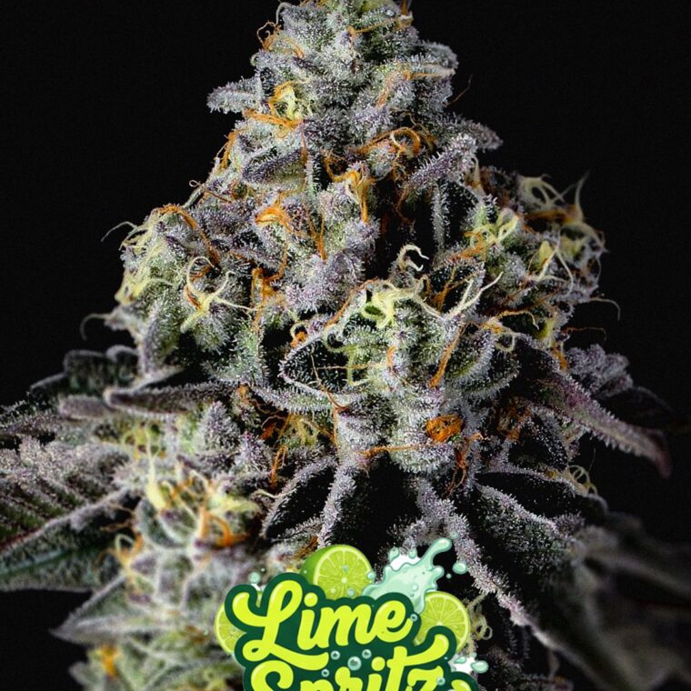 Lime Spritz