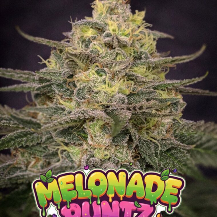 Melonade Runtz