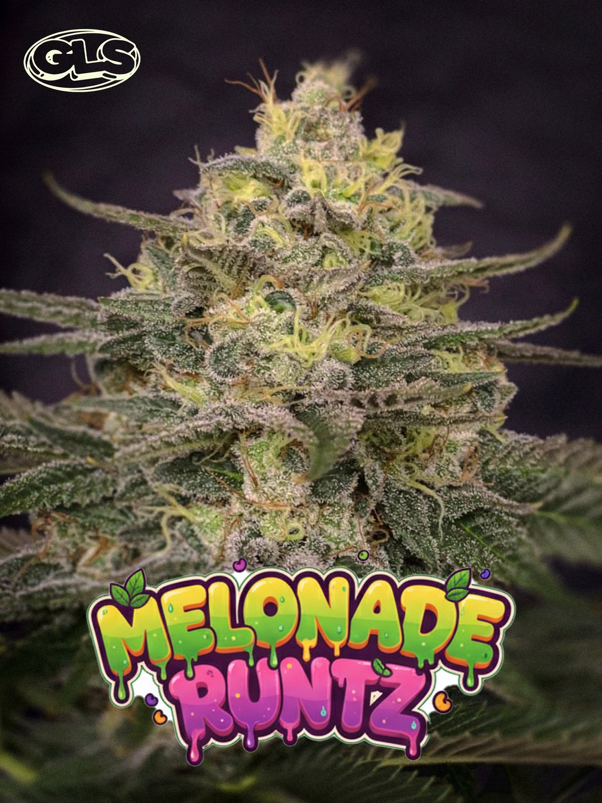 Melonade Runtz