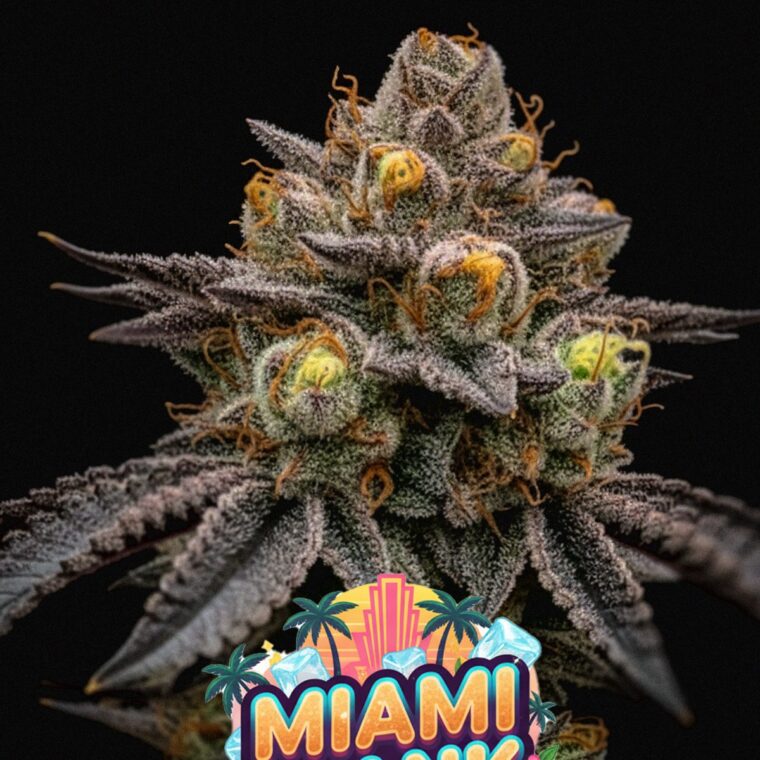 Miami Dank
