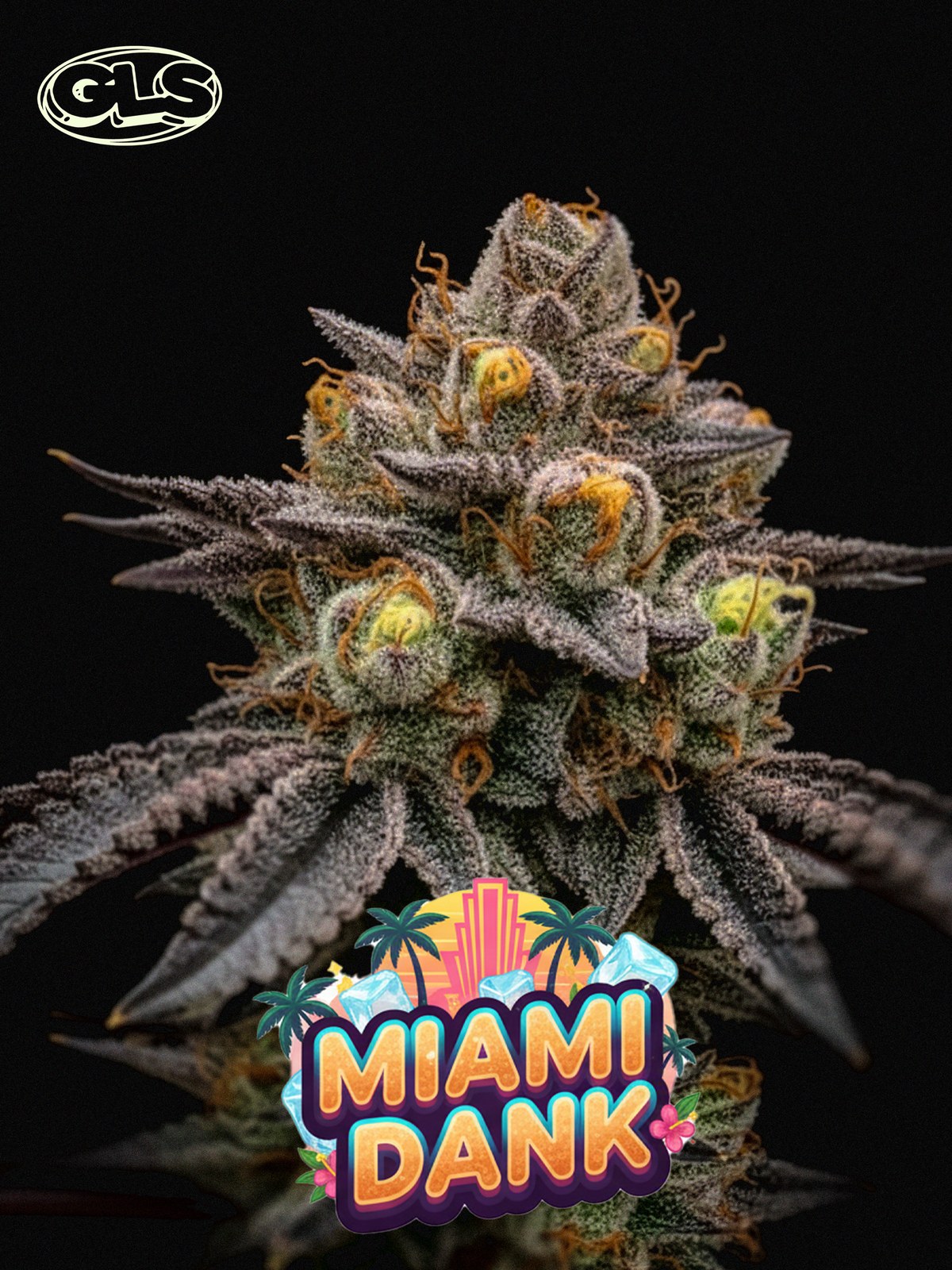 Miami Dank