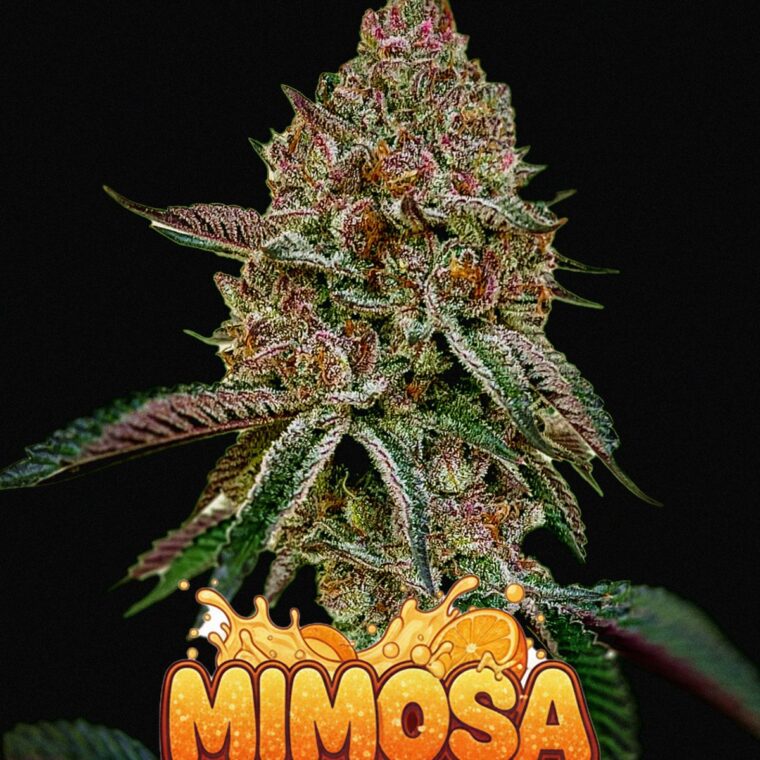 Mimosa V2