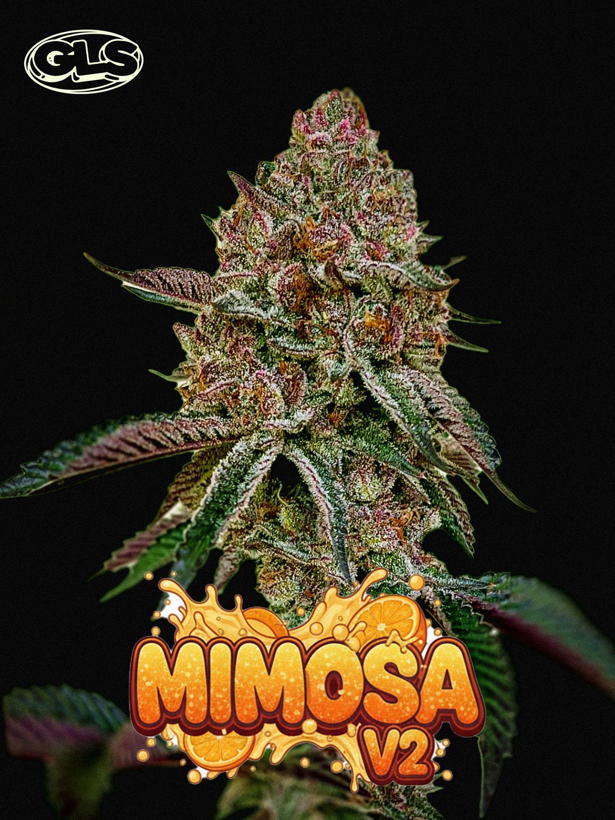 Mimosa V2