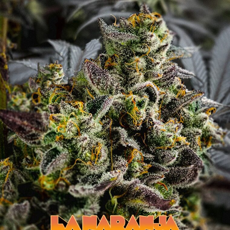 Naranja Mecánica