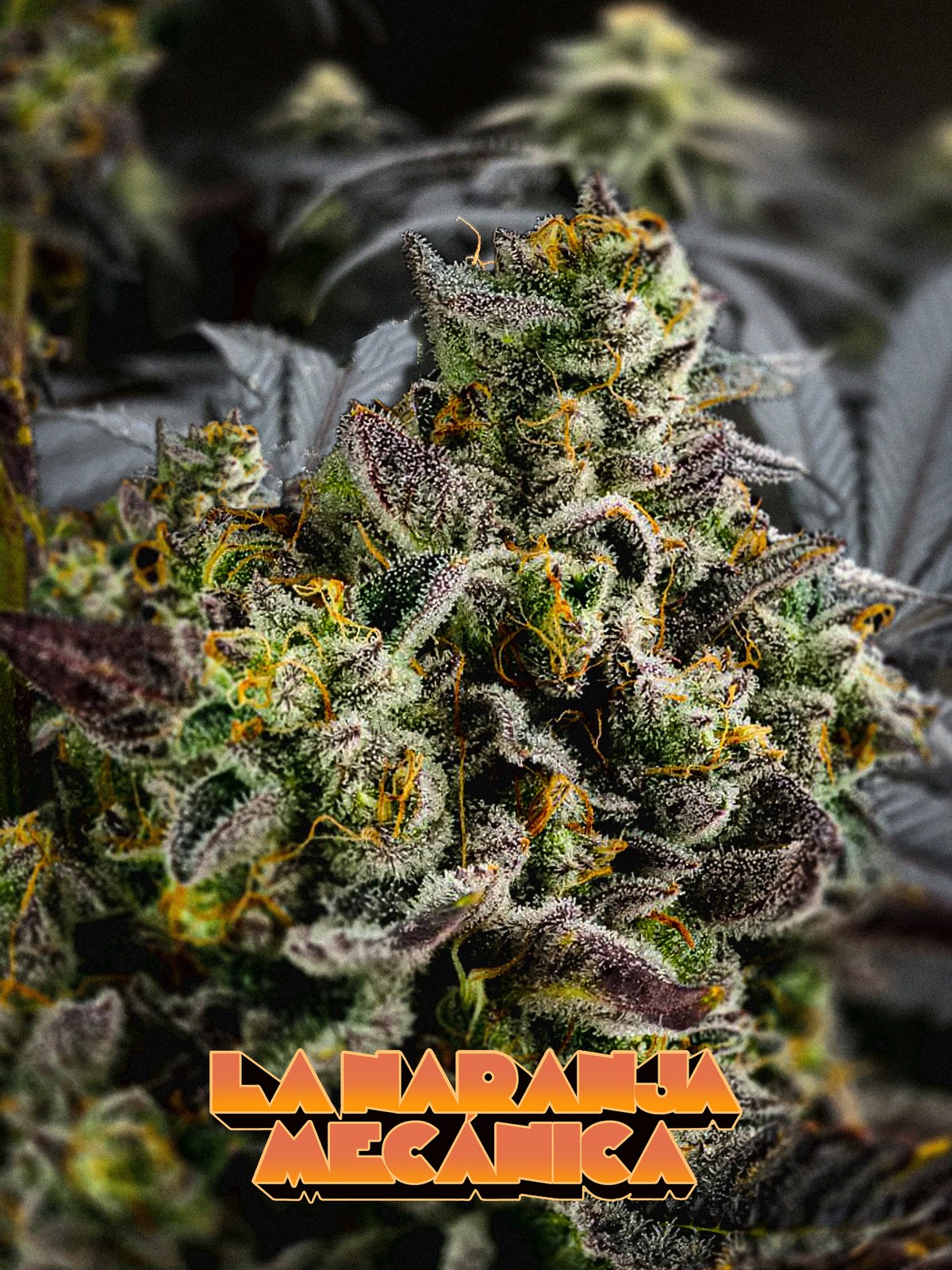 Naranja Mecánica