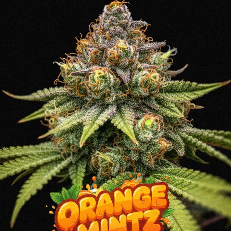Orange Mintz