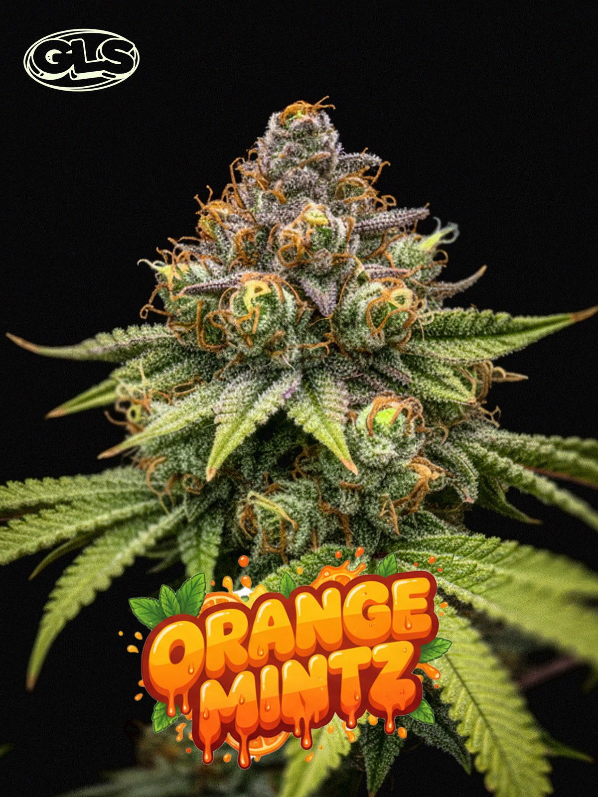 Orange Mintz
